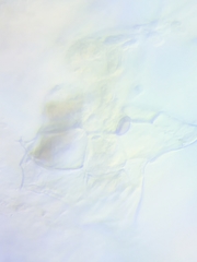 Mycena rutilantiformis