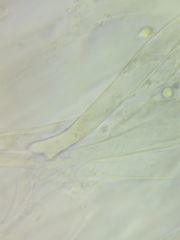 Mycena rutilantiformis