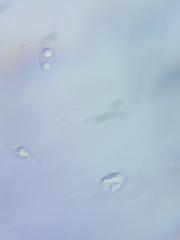 Mycena rutilantiformis