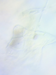 Mycena rutilantiformis