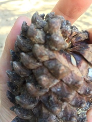 Pinus pseudostrobus apulcensis