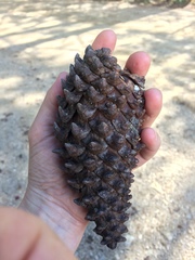 Pinus pseudostrobus apulcensis