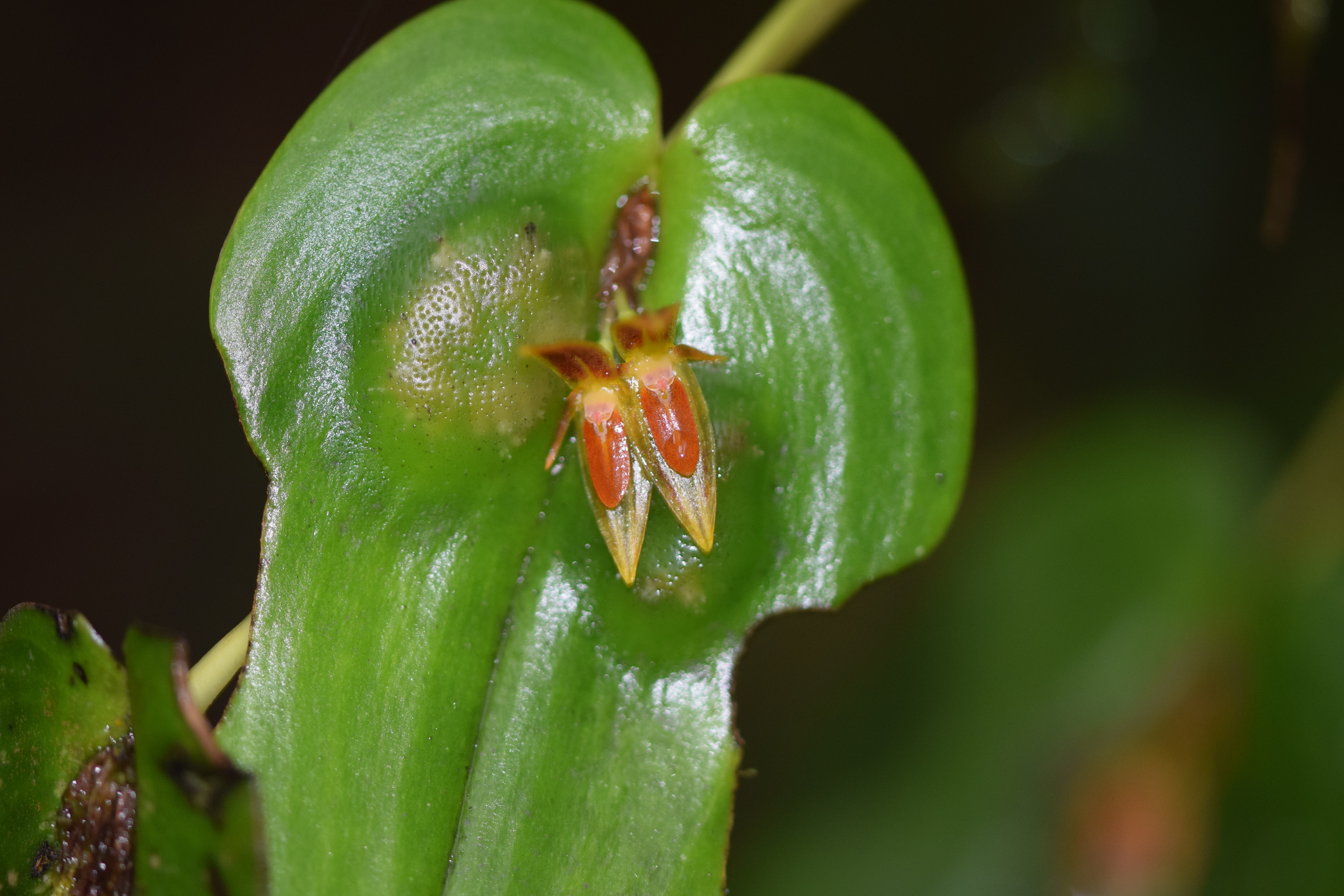 Pleurothallis coriacardia image