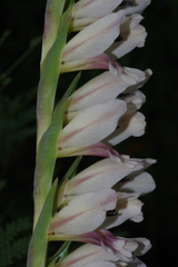 Gladiolus densiflorus image