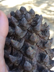 Pinus pseudostrobus apulcensis