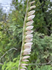 Gladiolus densiflorus image