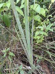 Gladiolus densiflorus image