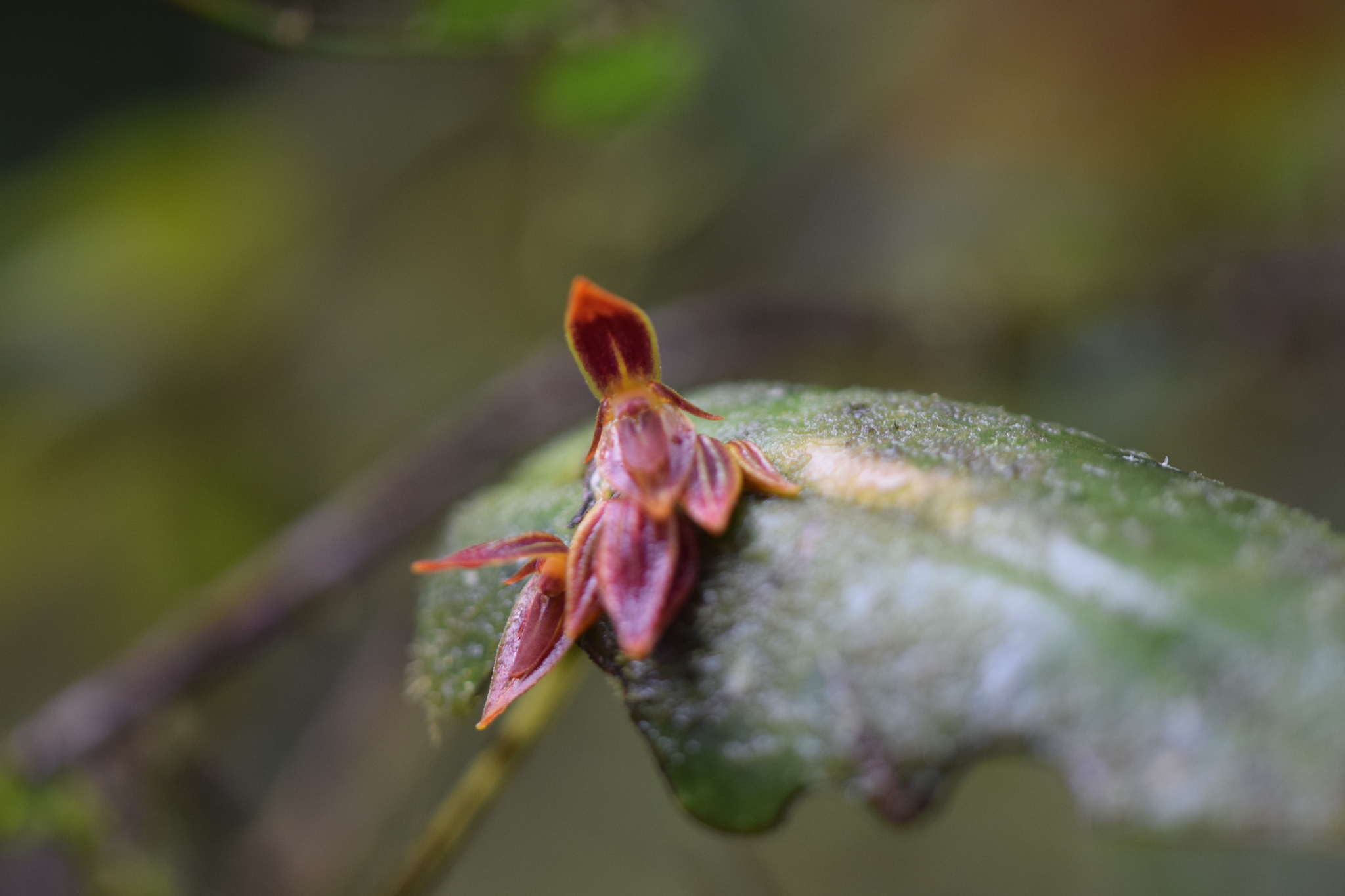 Pleurothallis coriacardia image
