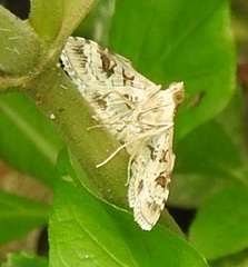 Sameodes cancellalis