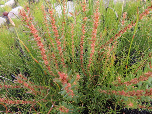 Image of Clutia polygonoides by (c) linkie, some rights reserved (CC BY)