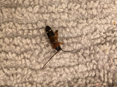Phymatodes obliquus