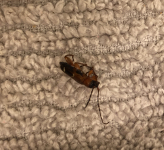 Phymatodes obliquus