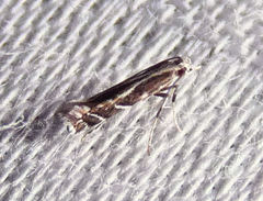 Leucospilapteryx venustella