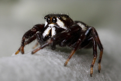 Metaphidippus manni