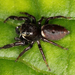 Oak Jumping Spider - Photo no rights reserved, uploaded by Zygy