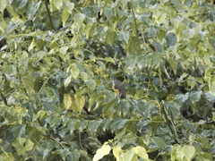 Coereba flaveola caboti