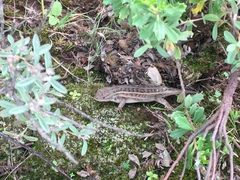 Sceloporus scalaris