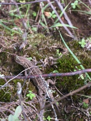 Sceloporus scalaris