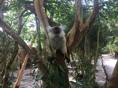 Eulemur macaco