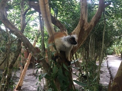 Eulemur macaco