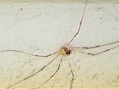 Leptobunus parvulus