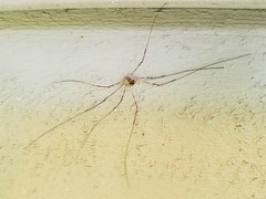 Leptobunus parvulus