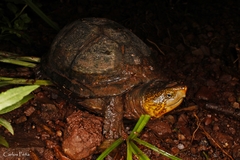 Kinosternon scorpioides