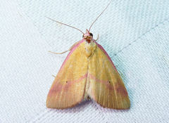 Phytometra rhodarialis