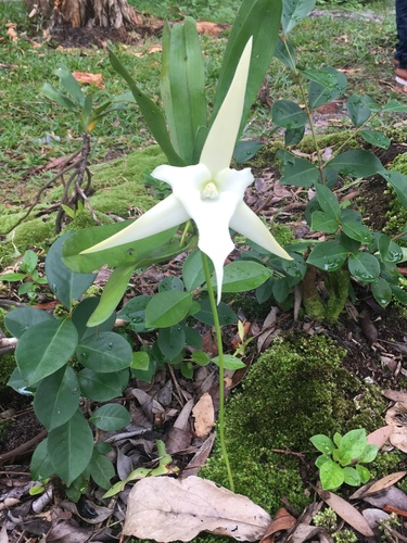 Darwin's orchid