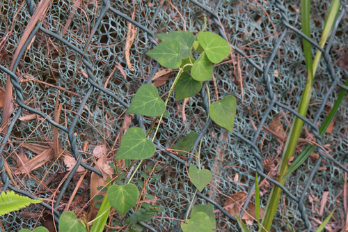 Cyclea hypoglauca observed 2023-04-28