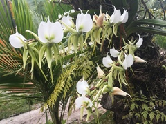 Angraecum eburneum