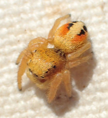 Phidippus nikites