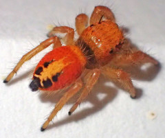 Phidippus nikites