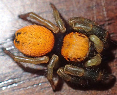 Phidippus nikites