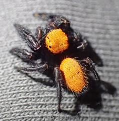 Phidippus nikites
