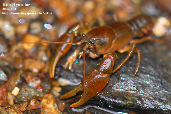 Cambaroididae