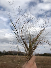 Eragrostis intermedia