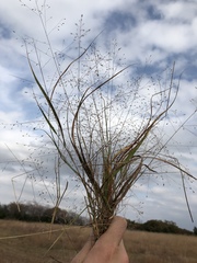 Eragrostis intermedia