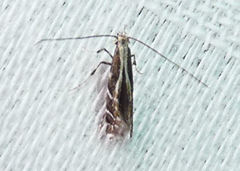 Leucospilapteryx venustella