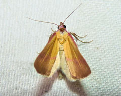 Phytometra rhodarialis