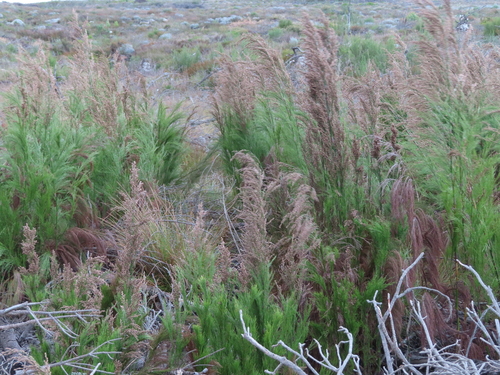 Image of Restio paniculatus by (c) linkie, some rights reserved (CC BY)
