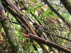 Prolemur simus