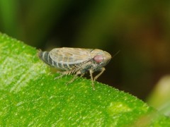 Deltocephalus pulicaris