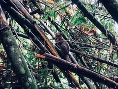 Prolemur simus