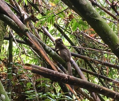 Prolemur simus