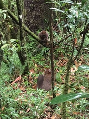 Prolemur simus