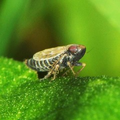 Deltocephalus pulicaris