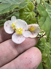 Begonia oaxacana image