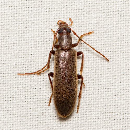 Texas Brown Oedemerid