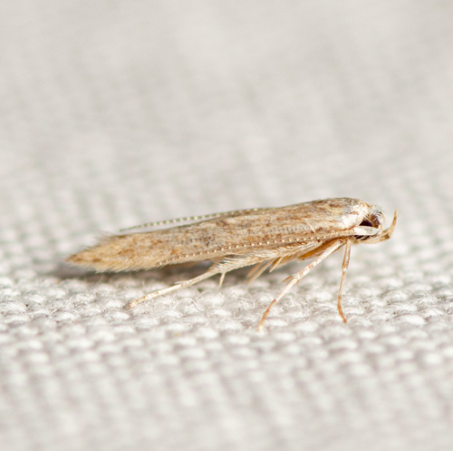 Haplochrois bipunctella photo 5